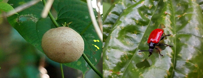 [Two images were spliced together. On the left is a puffy light tan sphere hanging in the air suspened from a green vine with a huge heart-shaped leaf behind it On the right is a blurry but close view of a beetle with a black head, upper body, and legs, and red wings walking across a large leaf with lots of holes in it.]